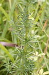 Yellow Spring bedstraw 